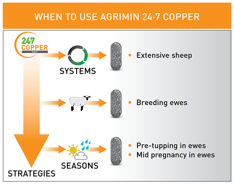 24·7 COPPER SHEEP Agrimin
